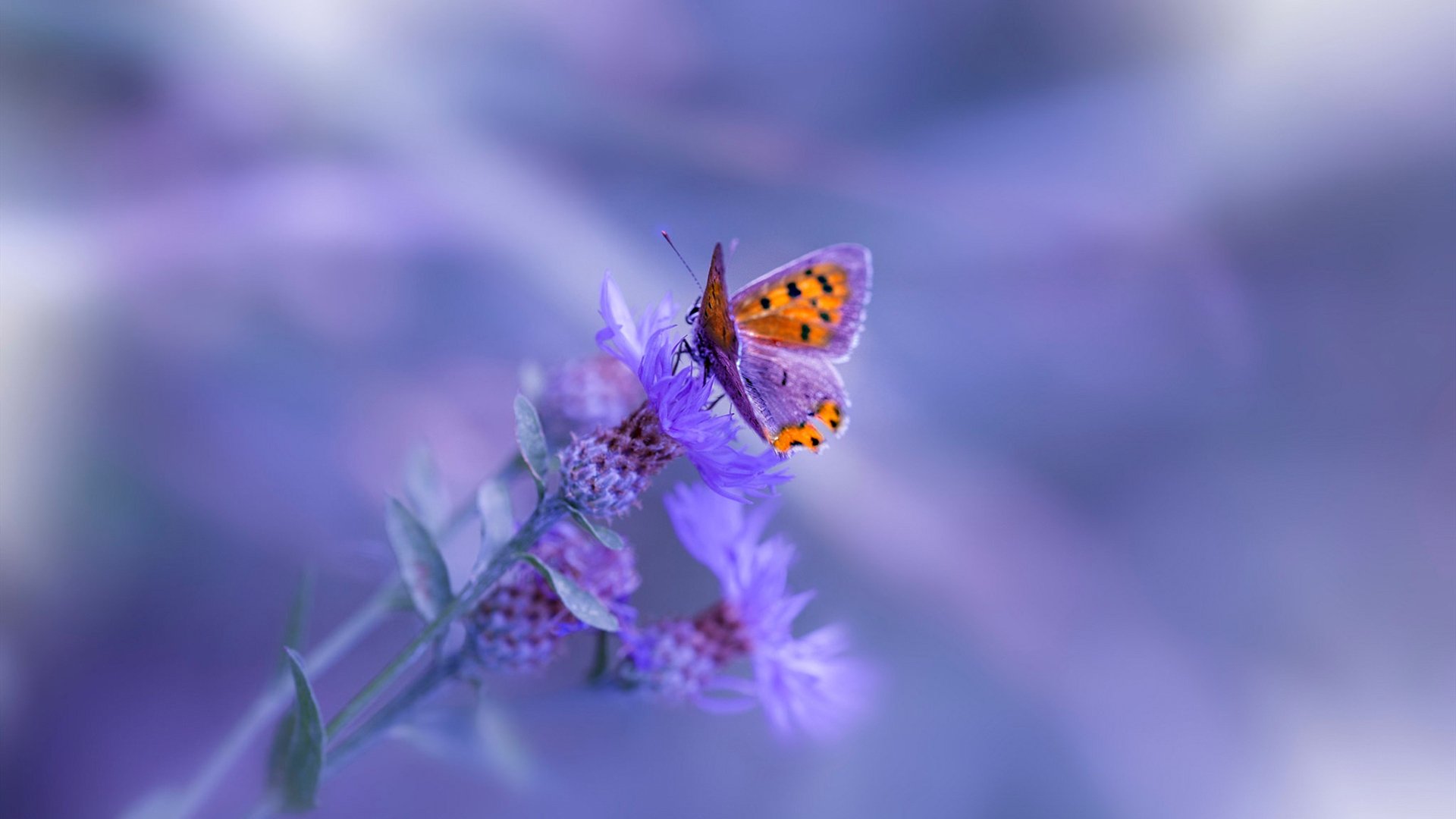 德甲球队采用脑电波监测训练增强决策反应速度，脑电波对抗