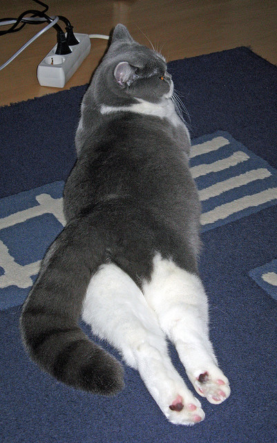 意甲青训体系融入心理韧性训练提升比赛应对能力,意甲青年队