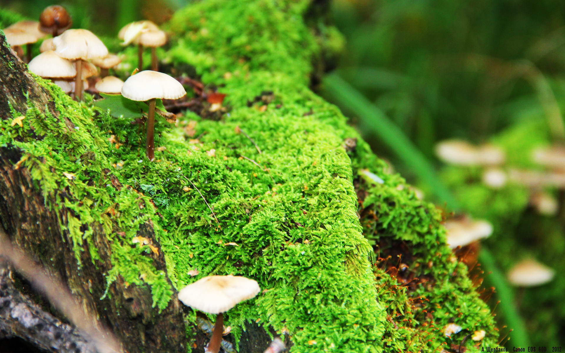 英超高频对抗场景下身体对抗动作的生物力学分析，英超身体对抗强吗