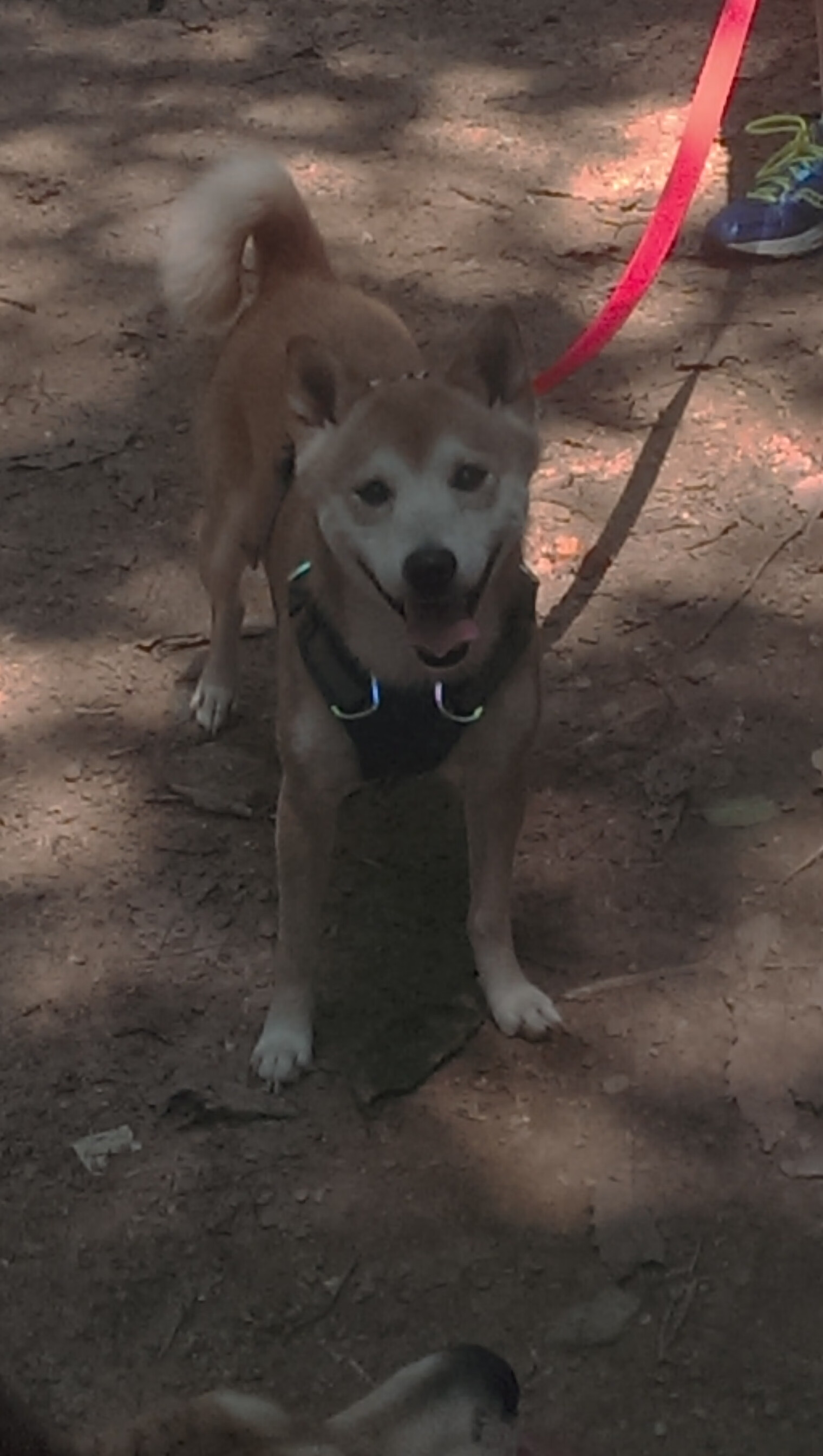 CBA联赛推广校园篮球活动,校园篮球赛宣传方案