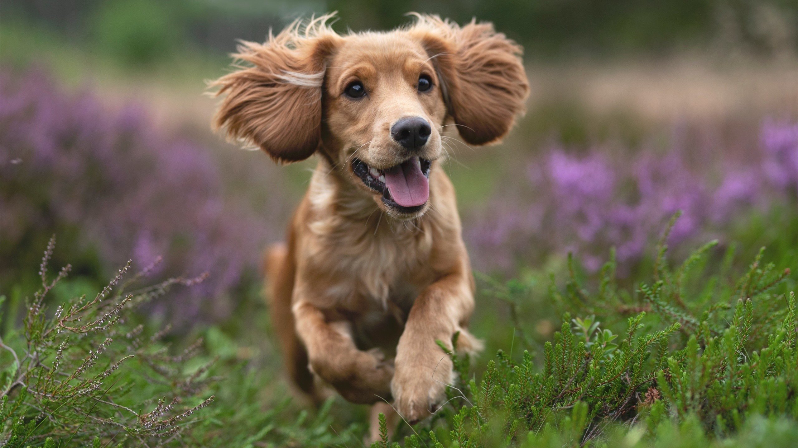 “电动冲浪：2025世界运动会马鞍山赛场上演未来水上竞技”