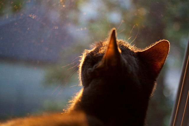 体育专项课题研究成果服务实战训练,体育课题研究实施方案