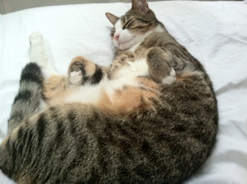 加拿大队的技术创新与团队协作：国际乒联混合团体世界杯深度解析